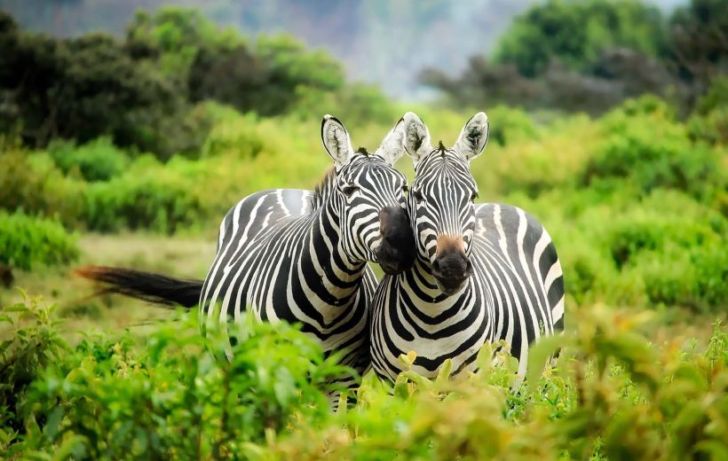 Mikumi National Park