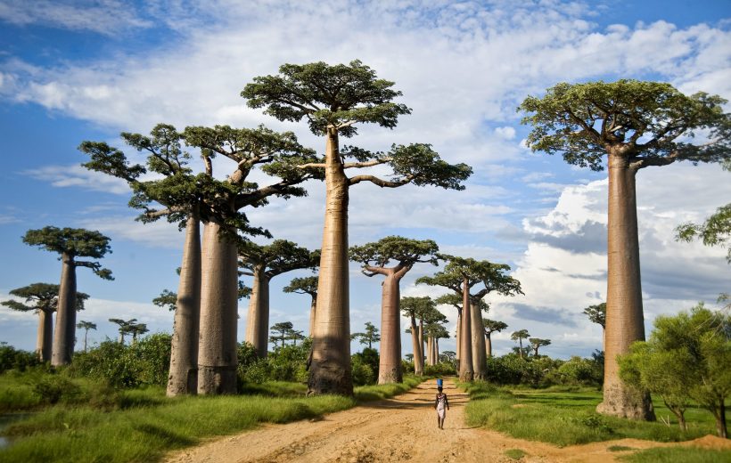 Tarangire National Park