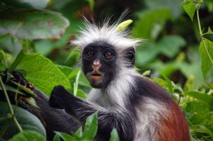 Jozani Chwaka National Park